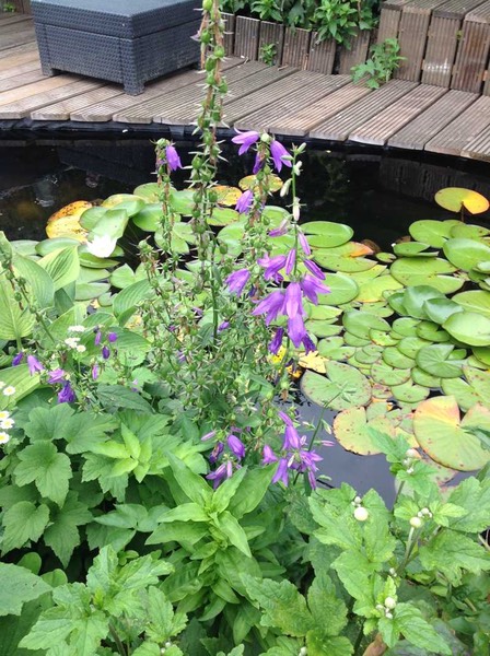 campanula 60 cm 