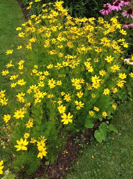 coreopsis 50 cm