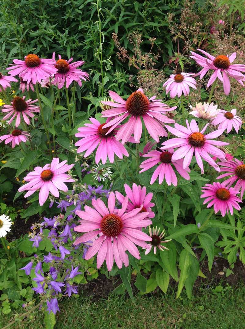 echinacea 80 cm