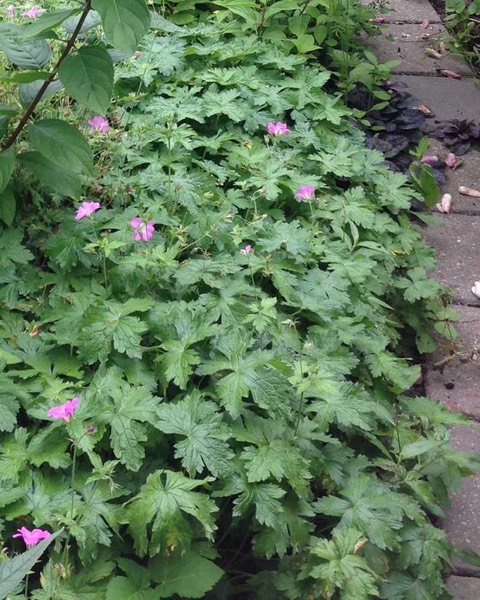 geranium 40 cm