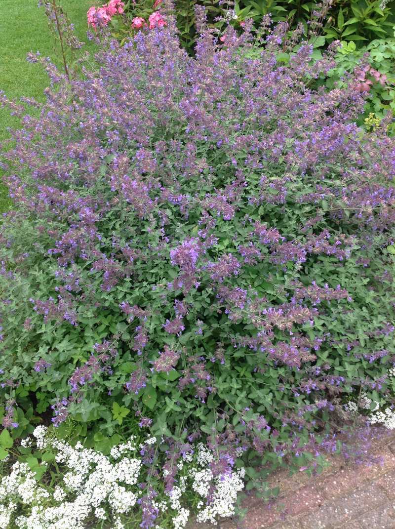 kattenkruid nepeta 50 cm