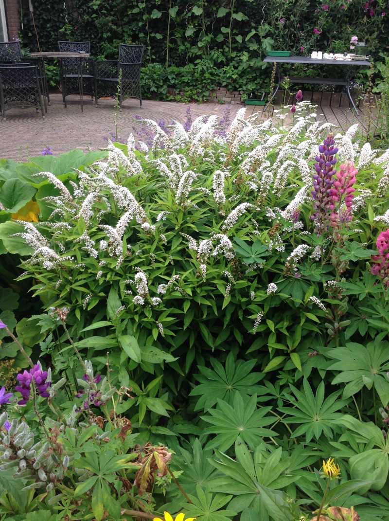 lysimachia 60cm