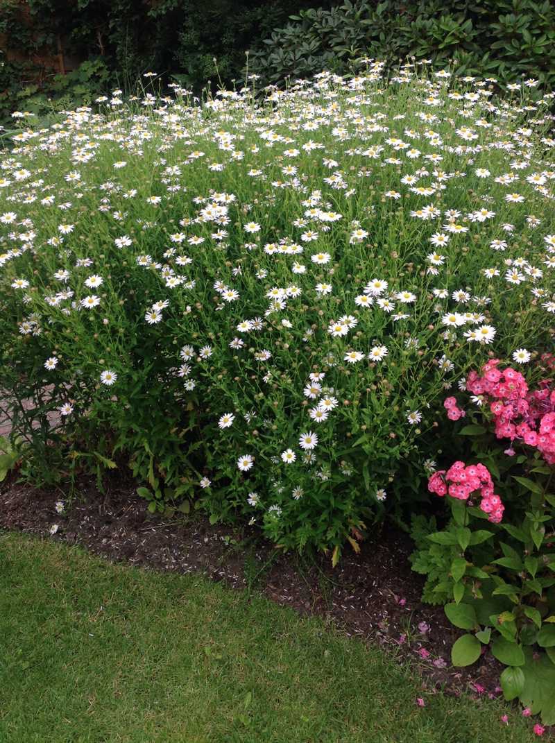 margriet 80 cm 