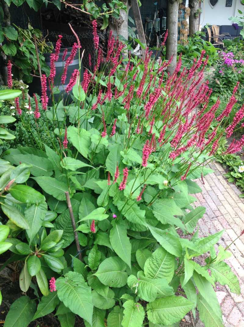 persicaria 1 m