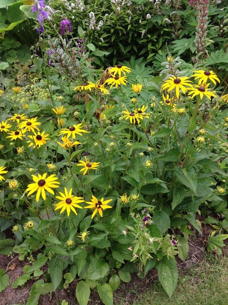 rudbeckia 50cm