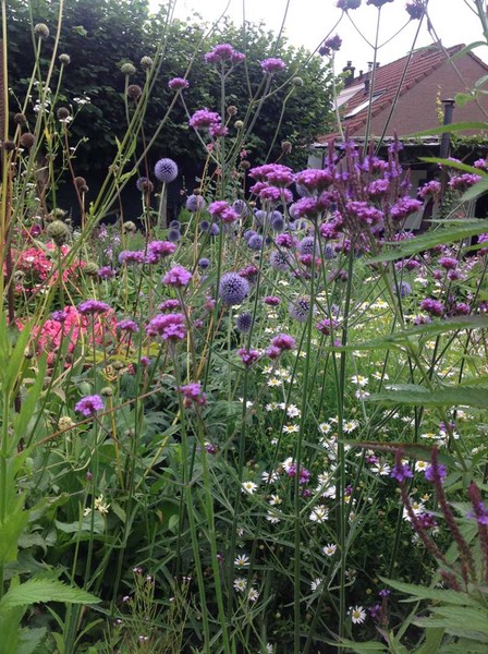 verbena bonariensis 120 cm