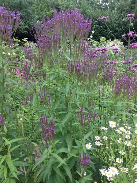 verbena hastata 120 cm